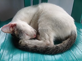 貓,動(dòng)物,睡眠