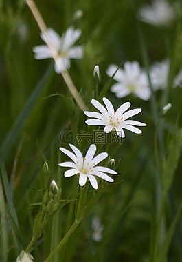 花,白,廠