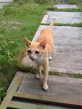 貓,動物,哺乳動物