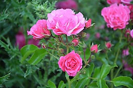 粉色,玫瑰花蕾,花園