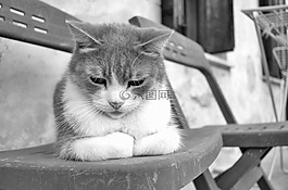 貓咪,動物醫(yī)院,動物