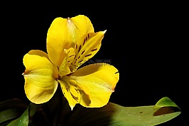 虹膜,开花,黄色