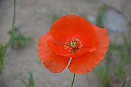 罌粟,花,紅色
