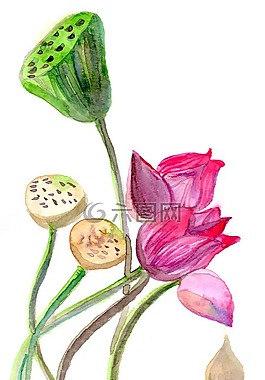 蓮花,美麗,水彩