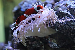 小丑魚,銀蓮花,水族館