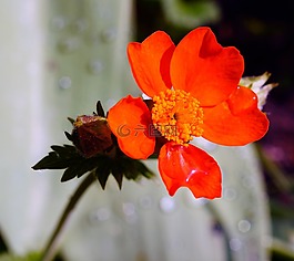 開花,宏,花園