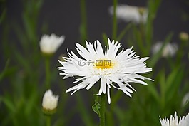 白花,性质,paquerette花