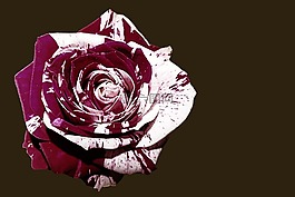 玫瑰,開(kāi)花,雙色彩