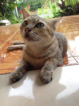 貓,動物,哺乳動物