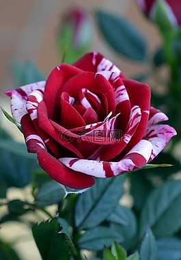 玫瑰,紅色,花