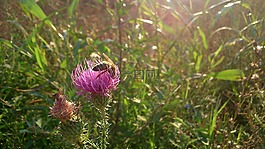 蜜蜂,花,昆蟲