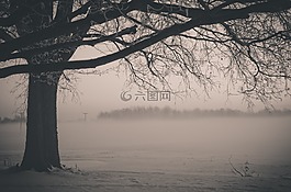 樹,自然,景觀