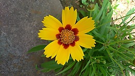 花,黃色,春