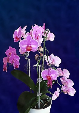 蘭花,花,廠