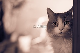 猫,动物,弗利纳