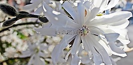 星玉兰,开花,树