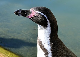 企鵝,鳥,水
