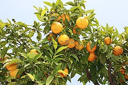性質(zhì),橘子,意大利