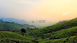 茶葉種植園,花草茶,人工林