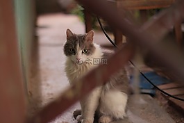貓,動物,弗利納
