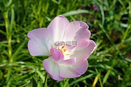 郁金香,花,開花