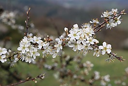 schlehe,白,鲜花
