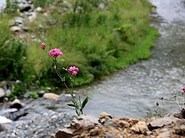 花卉,dd,性质