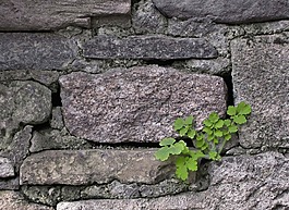 植物,墙,自然