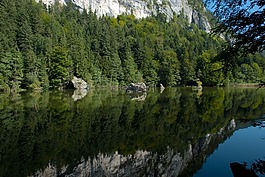奧地利,森林,樹(shù)
