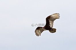 動(dòng)物,鳥(niǎo),猛禽