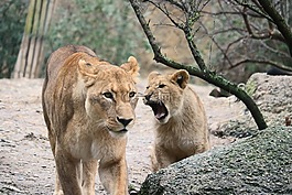 獅子,貓,捕食
