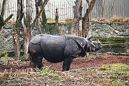 犀牛,男性,角