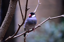 java 麻雀,鳥(niǎo),異國(guó)情調(diào)