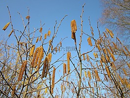 haselnuss,榛子,德國
