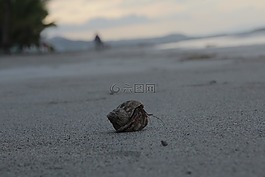 癌癥,寄居蟹,海