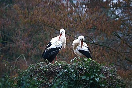 鸛,鳥巢,鳥