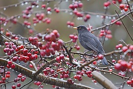 鳥,黑鳥,秋季