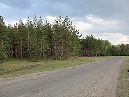 路,松,軌道