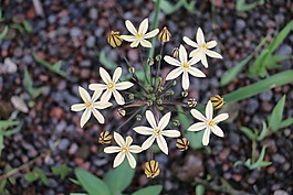 开花,星号,大蒜