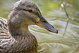鳥,野鴨,水