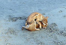 小狗,海灘,沙