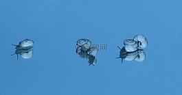 蝸牛,殼,反射