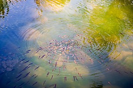 摘要,性質(zhì),水體