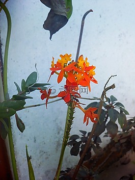 植物,鮮花,花園