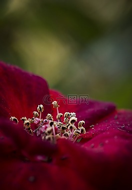 花宏,紅色的花,特寫(xiě)
