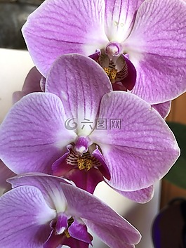 花,蘭花,性質(zhì)