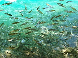 魚,湖,水