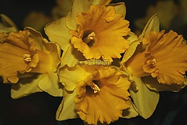 花,復活節(jié),莉莉