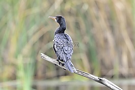 鳥,自然,動物