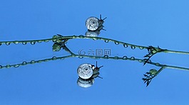 蝸牛,殼,反射